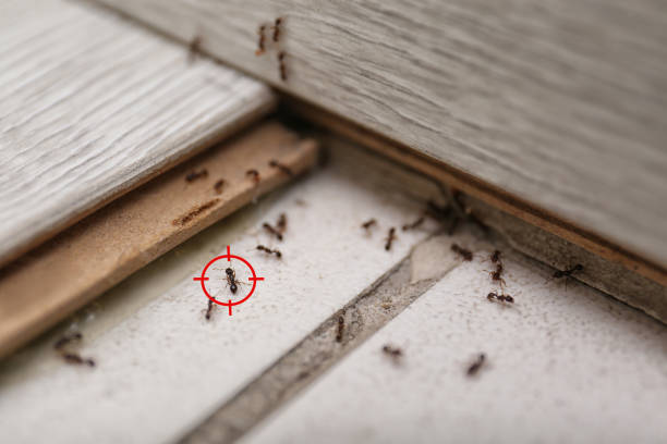 Best Wildlife Control Services  in Bernardsville, NJ
