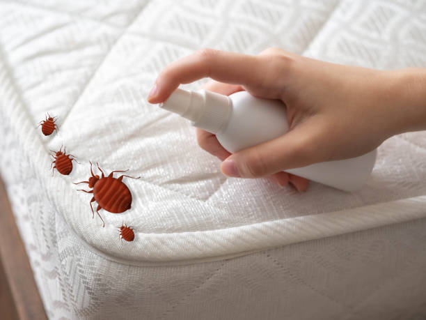 Best Ant Control Services  in Bernardsville, NJ